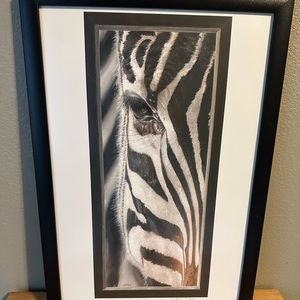 Zibra framed with white matte